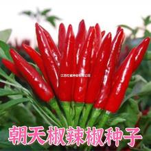 NӴȫСNѳ̨ļ߮a߲˷N