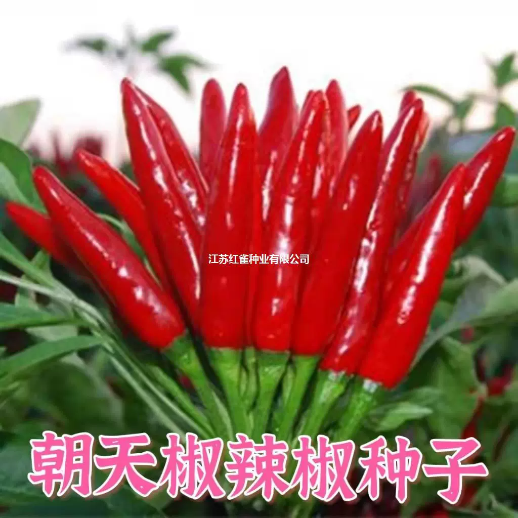 Семена перца Чаотянь дакван Мяо просо семена перца супер острый балкон в горшке высокоурожайные Семена овощей весной