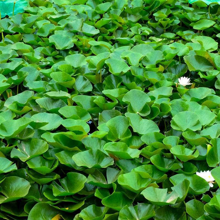 Прямые продажи водного гиацинта, плавающих листовых водных растений, зеленения болот и водного гиацинта из питомника.