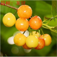 ����܇���Ә�����Ҙ��m��������Ϸ������Nֲˮ������箔��Y��