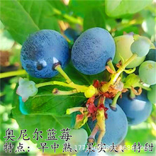 pS{ݮ{ݮļ{ݮ̨ͥԺϱY