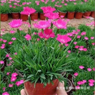 �Wʯ�����ļ�����ͥԺ�����x�ͺ���������