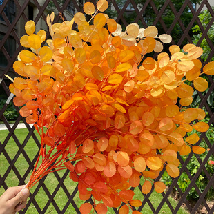 薔薇綠色圖片 海量高清薔薇綠色圖片大全 阿里巴巴