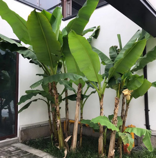 Large-Scale Green Plants in the Courtyard, Flower Banana Seedlings, Northern Cold-Resistant Ornamental Banana Saplings, Potted Large-Leaf Plants for Indoor Use