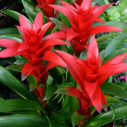 Hongyun Dangtou Гидропоника Горшечные растения Офис Крытый Красное сердце Цветы Зеленые растения Большой Хорошее сельское хозяйство Ананас Балкон Гостиная