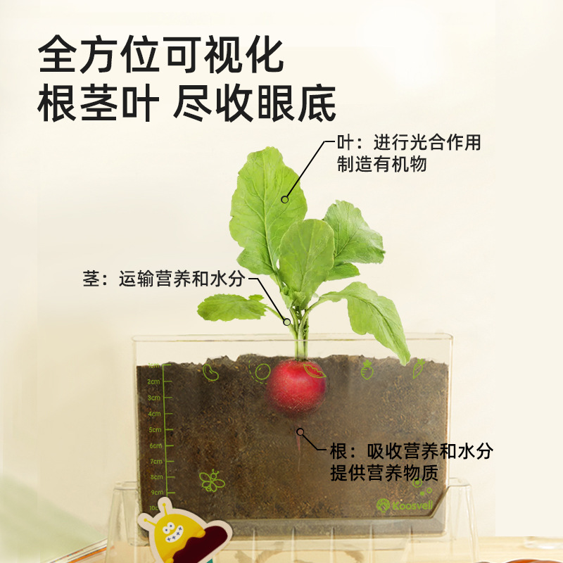 어린이 뿌리 시스템 심기 식물 관찰 상자 선샤인 룸 작은 화분 성장 퍼즐 과학 실험 세트 투명 상자