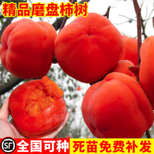 Grinding Disc Fire Crystal Persimmon Fruit Saplings, Crisp and Sweet Persimmon Saplings, Grafted Saplings That Bear Fruit in the Same Year, Extra Large, Planted in the North and South