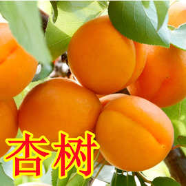 杏树苗嫁接早熟甜杏子树苗果树果苗南方北方种植盆栽地栽当年结果