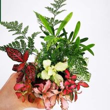 �W�y�ݾ���������Ҭ������_�h���k�����҃�ˮ��ֲ������ˮꑸ�