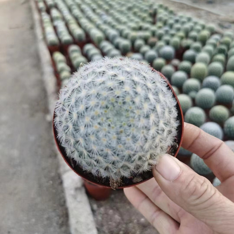 大仙人球コレクション、鉢植えの開花仙人掌、多肉植物、星兜瑞昌玉、玉龍鳳玉、玉翁|undefined