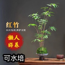 红观音竹盆栽植物室内景观水培竹子懒人米竹办公室茶室绿植小盆景