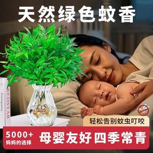 Mosquito Repellent Bamboo and Cypress Hydroponic Plants Indoor Water-Grown Green Plants Mosquito Killer Flower Potted Office Desktop Formaldehyde Absorption