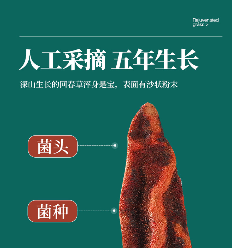 Whole Dried Hui Chun Cao Herb 500g for Herbal Wine and Decoction key features