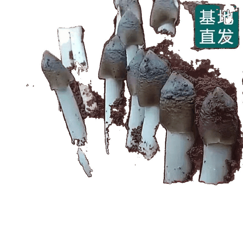 正宗鸡枞新鲜种家种包伞把菇纯野生菇三塔荔枝四季种1|undefined