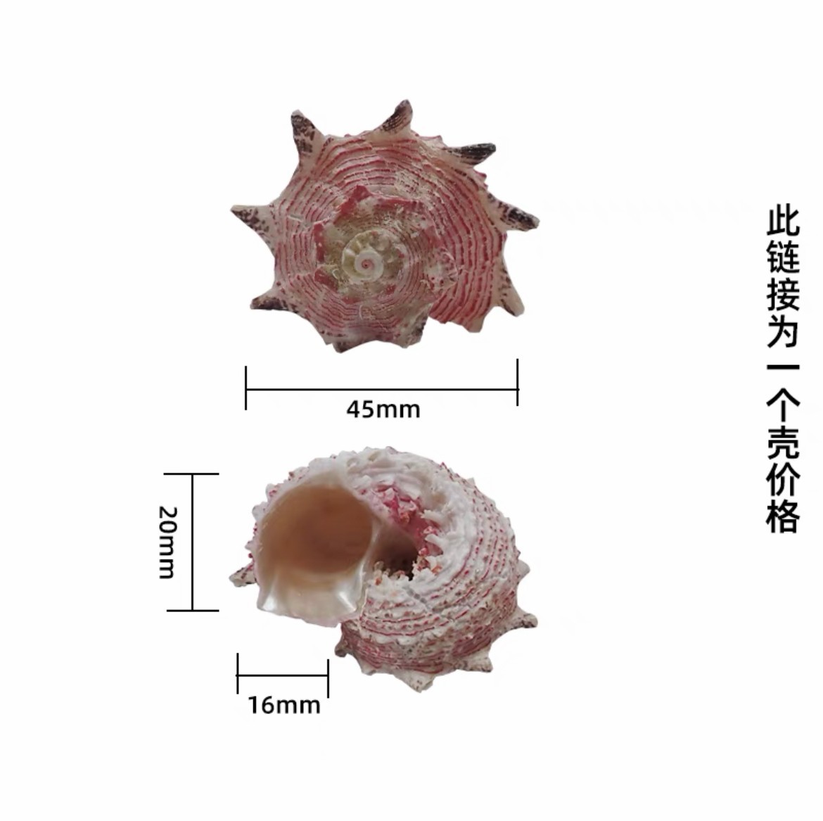 3cm 게에 적합한 특별 가격 희귀 핑크 해마