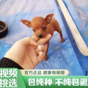 ���ۼ��NС¹Ȯ��Ȯ���w�F����������ɫ���ﹷ