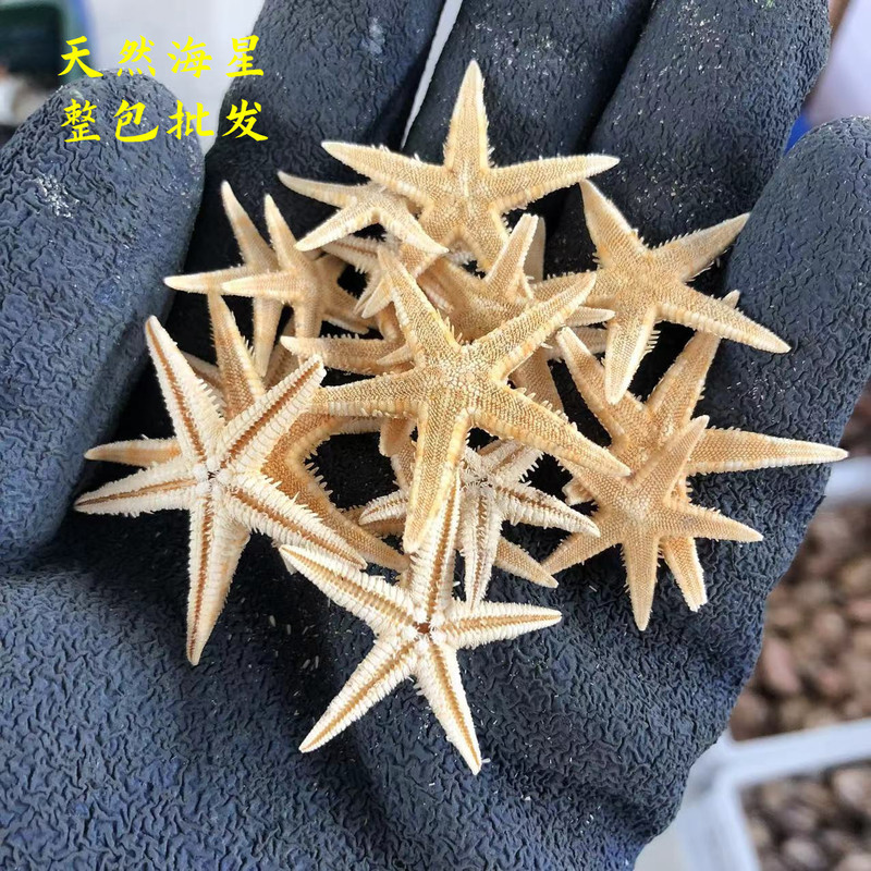 Starfish Small Flat Star Five-Pointed Star Handmade DIY Crafts Accessories Decoration Micro Drift Bottle Factory Direct Sale Starfish Small Flat Star Five-Pointed Star Handmade DIY Crafts Accessories Decoration Micro Drift Bottle Factory Direct Sale
