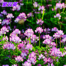 紫云英种子红花草果园蜜源绿肥草籽牛羊饲料翘摇牧草种子