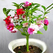 四季凤仙花种子指甲花种籽鲜花种子室内阳台盆栽易种植物凤仙花苗
