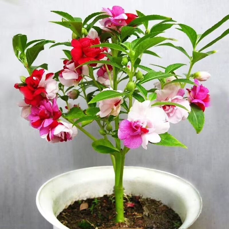 四季凤仙花种子指甲花种籽鲜花种子室内阳台盆栽易种植物凤仙花苗