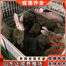 山东大量出售比利时兔兔崽价格优惠比利时兔种苗低价出售兔子苗