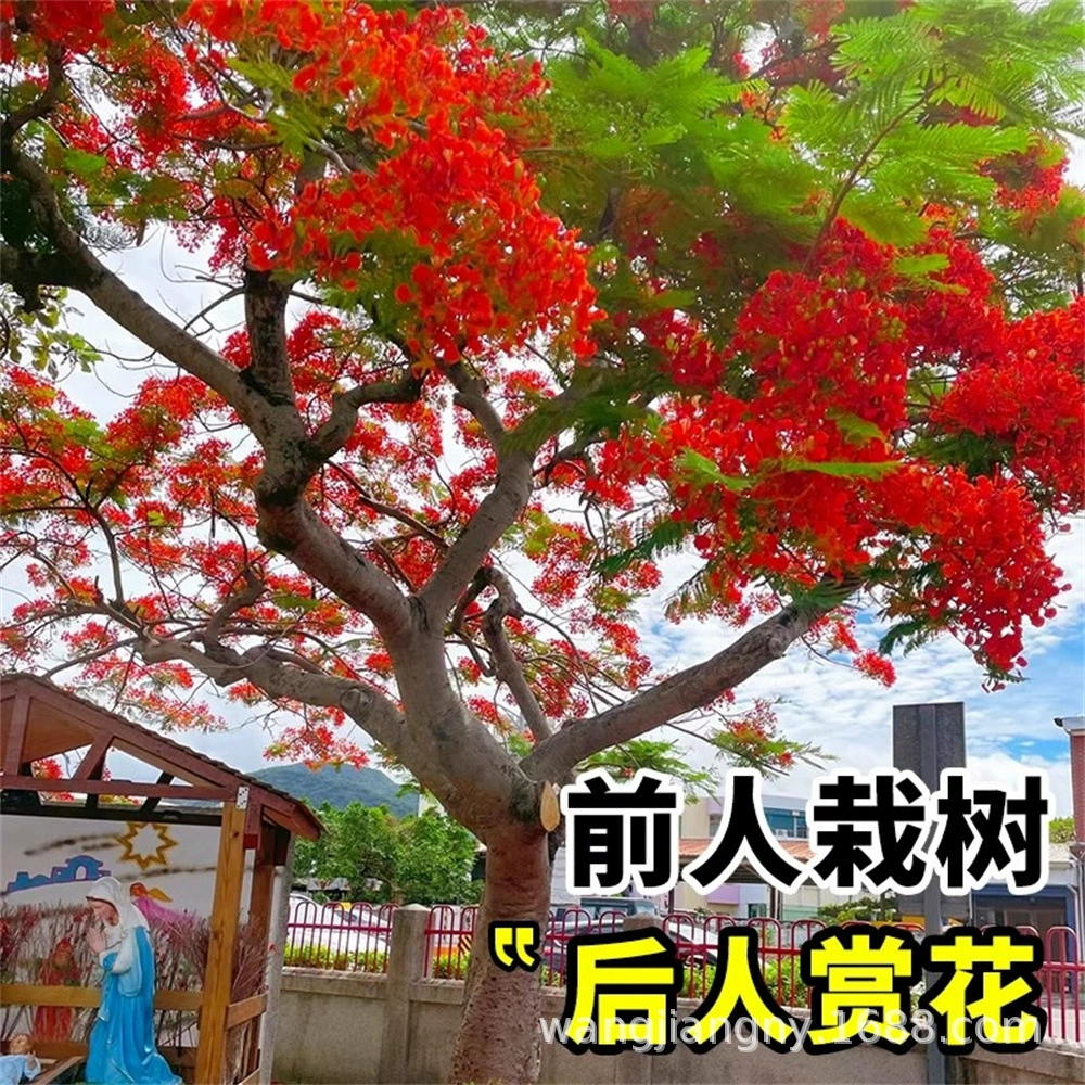 Южная Америка Джакаранда Рассада Цветок Просмотр Растения Двор Озеленение Парк Сообщество Дорога Сафлор Джакаранда Желтый цветок Ветер Колокол Дерево