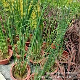 批发水生植物 水葱苗 绿化河道 护坡 护堤 水边美化 庭院观赏
