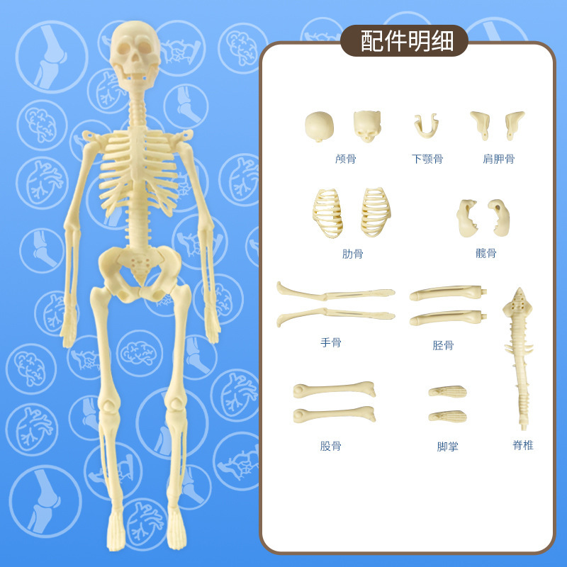 国境を越えたおもちゃ早期教育人間の臓器骨格モデルセット科学と教育小中学生 DIY 組み立て子供のパズル|undefined