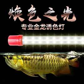 龙鱼专用灯超亮防水鱼缸灯8双排5050灯珠红龙灯暖光黄龙锦鲤
