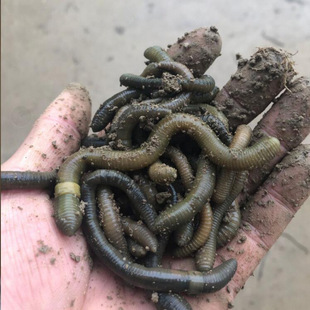 �����S�X��������������������������~�D�T�D���]