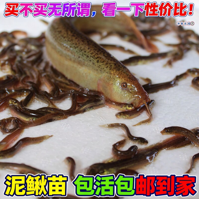 Taiwanese Small Loach Fry, Fresh and Live Loach Fry for Pets, Fish, Arowanas, Turtles, Ornamental Fish, Raft Fishing, Live Fish Feed Taiwanese Small Loach Fry, Fresh and Live Loach Fry for Pets, Fish, Arowanas, Turtles, Ornamental Fish, Raft Fishing, Live Fish Feed
