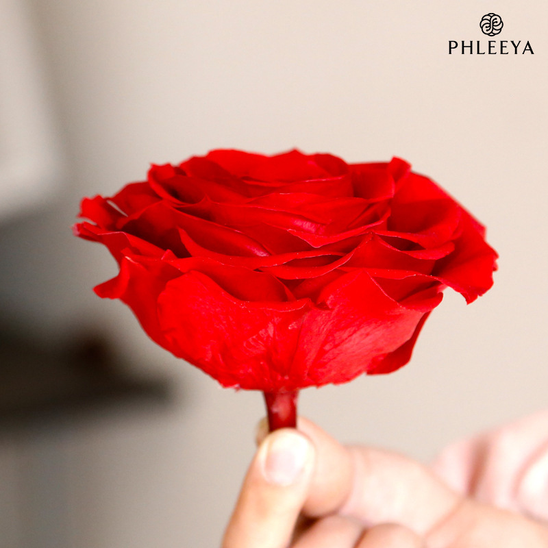 everlasting-rose-flower-head-9-10cm-single-large-diy-floral-material-gift-box-valentines-day-gift-wholesale-bouquet everlasting-rose-flower-head-9-10cm-single-large-diy-floral-material-gift-box-valentines-day-gift-wholesale-bouquet