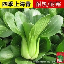 上海青菜种籽大全四季小鸡毛菜种子耐寒耐高温矮脚奶白菜蔬菜种孑