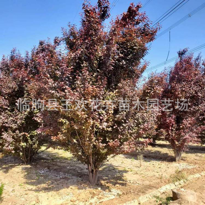 蜜汁红叶李苗圃园林绿化工程行道树彩叶苗木树红叶李紫叶李批发