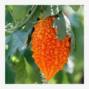 С�|�ϷN��ه���ѷN�ӽ����С�]���S��С���ͥԺ�N�Ϲ��߲˷N��