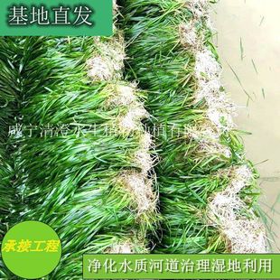 Evergreen Dwarf Bitter Grass Seedlings Are Self-Produced and Sold. Please Consult Customer Service before Placing an Order for Submersed Plant Planting