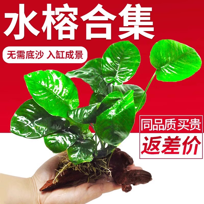 Water Banyan, Water Grass, Sunken Wood, Water Grass, Lazy Negative Living Nine-Crown Fish Tank, Real Grass Plant, Big Leaf Banyan, Mini Banyan Landscaping Water Banyan, Water Grass, Sunken Wood, Water Grass, Lazy Negative Living Nine-Crown Fish Tank, Real Grass Plant, Big Leaf Banyan, Mini Banyan Landscaping
