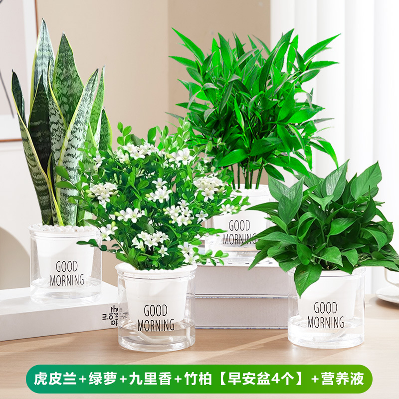 호피난초 + 청무 + 구리향 + 대나무, 편백나무 [굿모닝 대야 4개] + 영양액