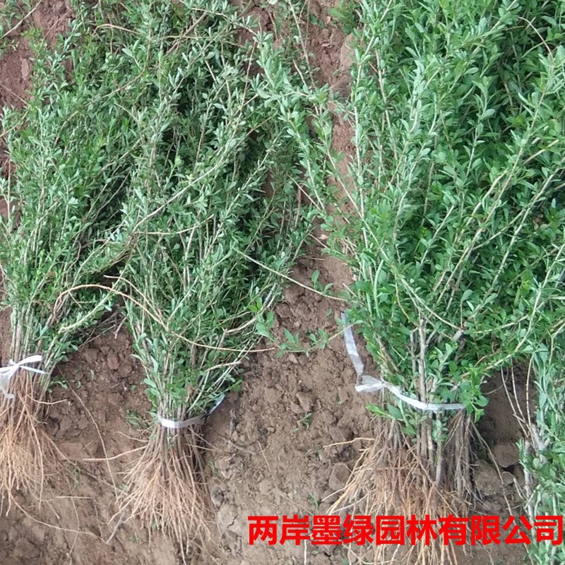 基地批发红枸杞 宁杞9号枸杞苗树苗 盆栽地栽苗 南北方种植