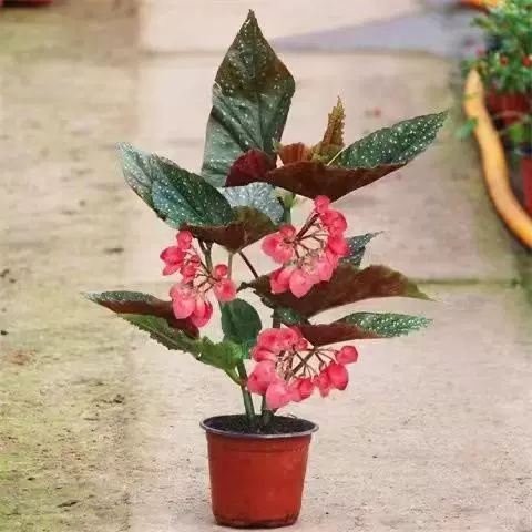 竹节海棠花盆栽包邮大叶斑点四季斑叶竹节秋海棠花卉绿植物室内花