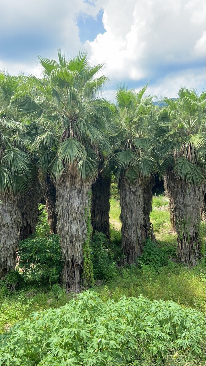 老人葵华盛顿棕榈华棕专业种植基地批发浙江江西河南湖南湖北广东