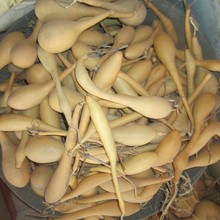 �F؛���l ��Ȼ�ϗl���J  ������J  ���J�[��  �Ӹ��F�~ԭ����