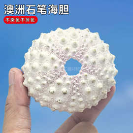 天然澳洲石笔海胆壳 幼儿园手工diy相框家居摆件收藏标本海胆灯