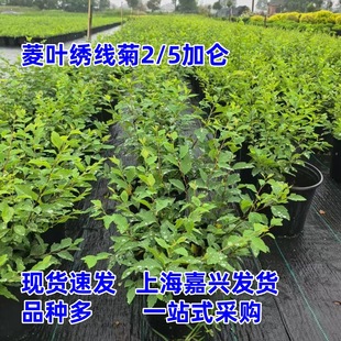 ���~�����ն������ͺ��͟Ứ��ľͥԺ�������^ֲ���ɫϵ�S��ֲ��