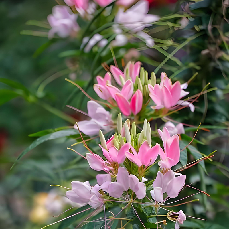 Butterfly flower/about 500 capsules