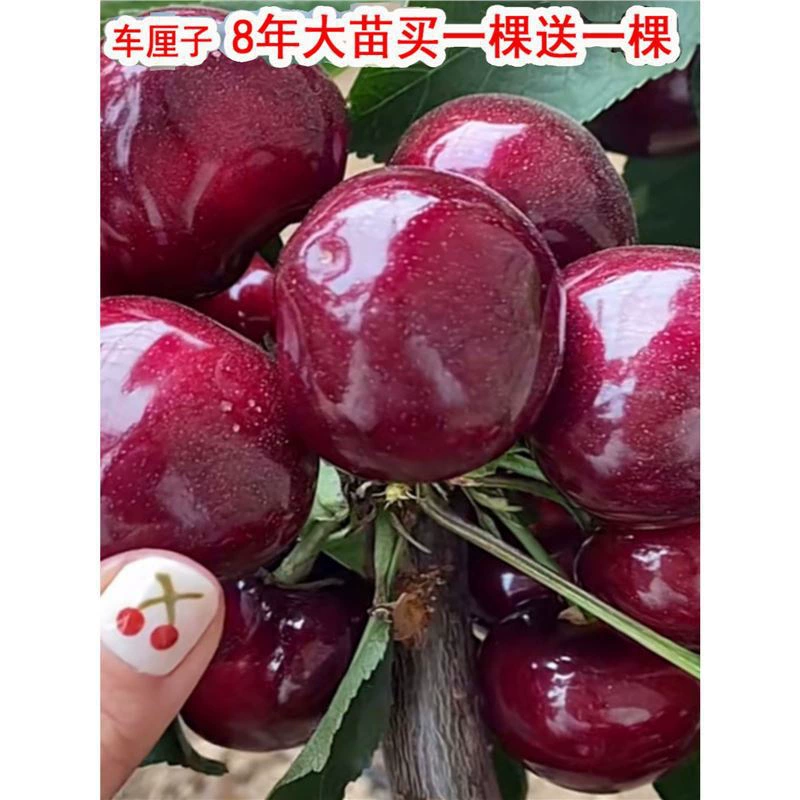 Саженцы чилийской вишни посажены на юге и севере, крупные саженцы вишни, горшечные саженцы вишни с прививками.