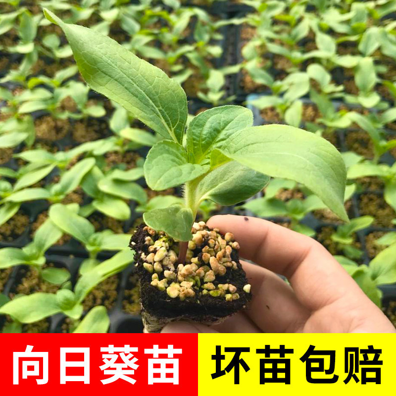 Edible sunflower seedlings