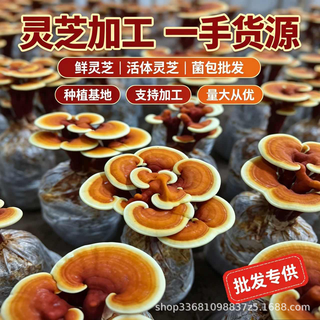 Dried Reishi Mushroom Slices Ling Zhi Herbal Tea Traditional Wellness 50g key features