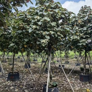 2412���Թ��� ȫ�ڻ��~�S�� 6-10cm ���~ �\�~ ���~�S� �G����