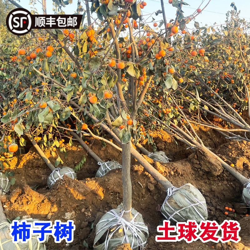 特大柿子树带土老桩古柿富平牛心脆甜柿子苗树南北方种植庭院果树